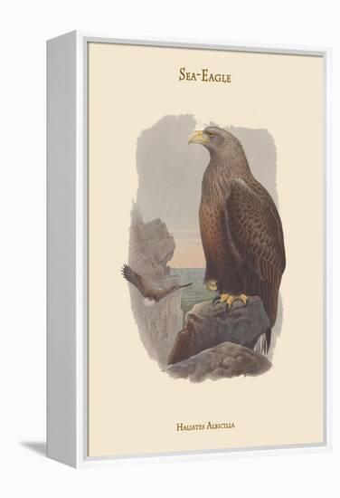 Haliates Albicilla - Sea-Eagle-John Gould-Framed Stretched Canvas