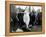 Halibut Fishermen on the Pacific-Alaska Coast, Undated-Asahel Curtis-Framed Premier Image Canvas