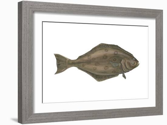 Halibut (Hippoglossus Hippoglossus), Fishes-Encyclopaedia Britannica-Framed Art Print
