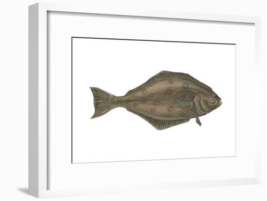 Halibut (Hippoglossus Hippoglossus), Fishes-Encyclopaedia Britannica-Framed Art Print