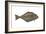 Halibut (Hippoglossus Hippoglossus), Fishes-Encyclopaedia Britannica-Framed Art Print