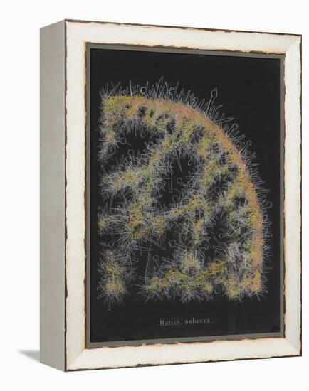 Halichondria Suberea: Sponge-Philip Henry Gosse-Framed Premier Image Canvas