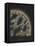 Halichondria Suberea: Sponge-Philip Henry Gosse-Framed Premier Image Canvas