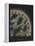 Halichondria Suberea: Sponge-Philip Henry Gosse-Framed Premier Image Canvas