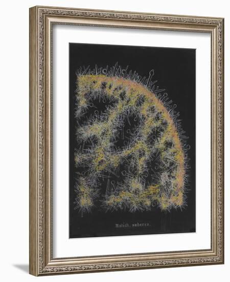 Halichondria Suberea: Sponge-Philip Henry Gosse-Framed Giclee Print