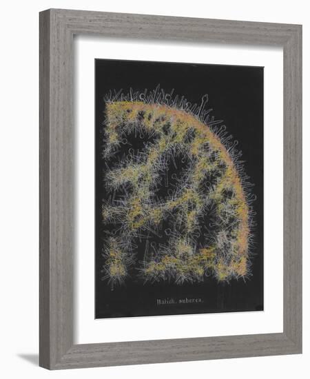 Halichondria Suberea: Sponge-Philip Henry Gosse-Framed Giclee Print