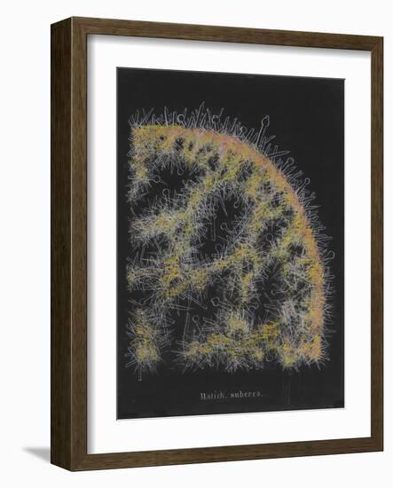 Halichondria Suberea: Sponge-Philip Henry Gosse-Framed Giclee Print