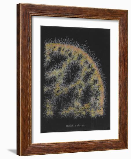 Halichondria Suberea: Sponge-Philip Henry Gosse-Framed Giclee Print