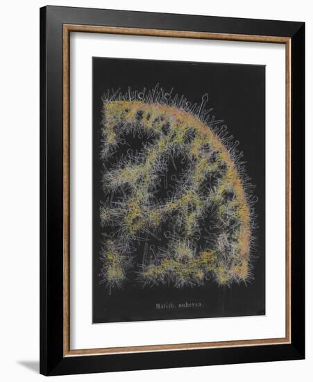 Halichondria Suberea: Sponge-Philip Henry Gosse-Framed Giclee Print