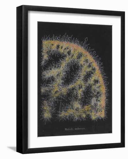 Halichondria Suberea: Sponge-Philip Henry Gosse-Framed Giclee Print