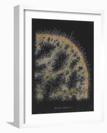 Halichondria Suberea: Sponge-Philip Henry Gosse-Framed Giclee Print