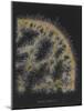 Halichondria Suberea: Sponge-Philip Henry Gosse-Mounted Giclee Print