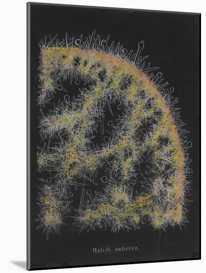 Halichondria Suberea: Sponge-Philip Henry Gosse-Mounted Giclee Print