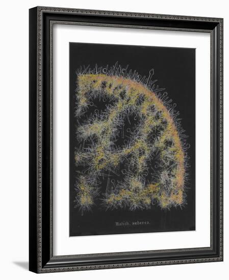 Halichondria Suberea: Sponge-Philip Henry Gosse-Framed Giclee Print