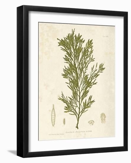Halidrys siliquosa-Henry Bradbury-Framed Giclee Print