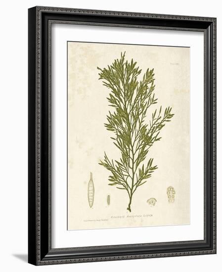 Halidrys siliquosa-Henry Bradbury-Framed Giclee Print