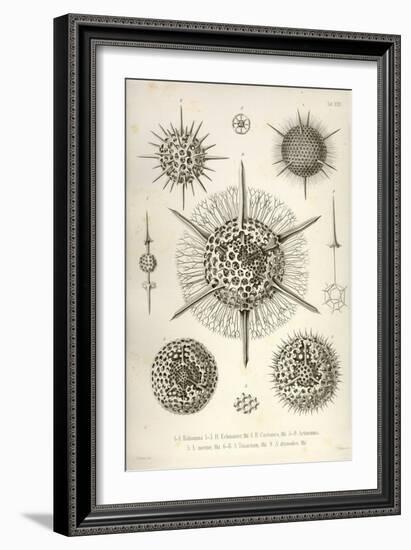 Haliomma, H. Echinaster, H. Castanea, Actinomma, A. Inerme, A. Trinacrium, A. Drymodes-Ernst Haeckel-Framed Art Print
