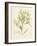 Haliseris polypodioides-Henry Bradbury-Framed Giclee Print