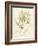 Haliseris polypodioides-Henry Bradbury-Framed Giclee Print