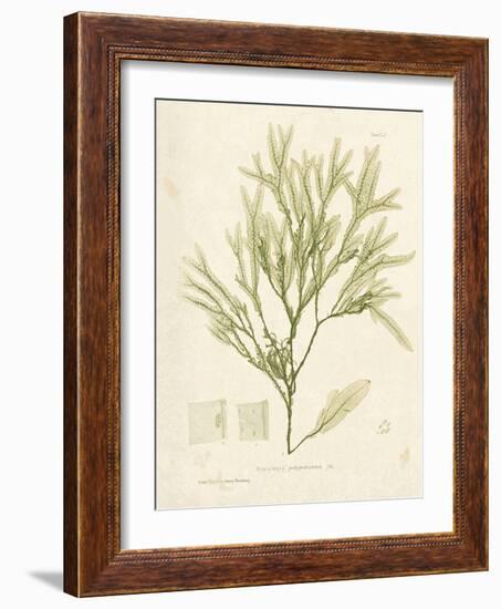 Haliseris polypodioides-Henry Bradbury-Framed Giclee Print