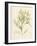 Haliseris polypodioides-Henry Bradbury-Framed Giclee Print