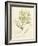 Haliseris polypodioides-Henry Bradbury-Framed Giclee Print