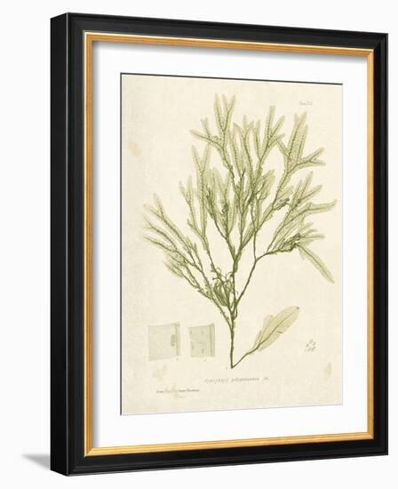 Haliseris polypodioides-Henry Bradbury-Framed Giclee Print