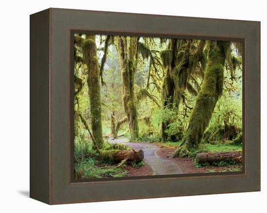 Hall of Mosses and Trail, Big Leaf Maple Trees and Oregon Selaginella Moss, Hoh Rain Forest-Jamie & Judy Wild-Framed Premier Image Canvas