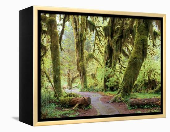 Hall of Mosses and Trail, Big Leaf Maple Trees and Oregon Selaginella Moss, Hoh Rain Forest-Jamie & Judy Wild-Framed Premier Image Canvas