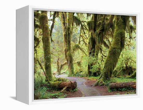 Hall of Mosses and Trail, Big Leaf Maple Trees and Oregon Selaginella Moss, Hoh Rain Forest-Jamie & Judy Wild-Framed Premier Image Canvas