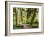 Hall of Mosses and Trail, Big Leaf Maple Trees and Oregon Selaginella Moss, Hoh Rain Forest-Jamie & Judy Wild-Framed Photographic Print