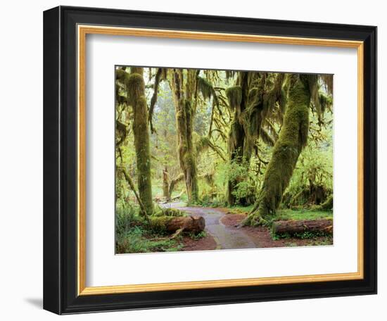 Hall of Mosses and Trail, Big Leaf Maple Trees and Oregon Selaginella Moss, Hoh Rain Forest-Jamie & Judy Wild-Framed Photographic Print