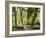 Hall of Mosses and Trail, Big Leaf Maple Trees and Oregon Selaginella Moss, Hoh Rain Forest-Jamie & Judy Wild-Framed Photographic Print