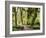 Hall of Mosses and Trail, Big Leaf Maple Trees and Oregon Selaginella Moss, Hoh Rain Forest-Jamie & Judy Wild-Framed Photographic Print