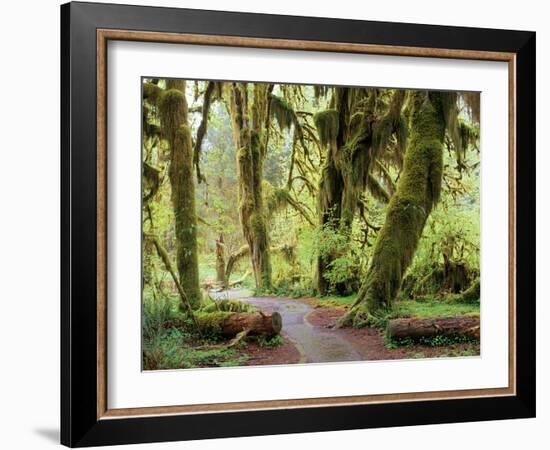 Hall of Mosses and Trail, Big Leaf Maple Trees and Oregon Selaginella Moss, Hoh Rain Forest-Jamie & Judy Wild-Framed Photographic Print