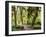 Hall of Mosses and Trail, Big Leaf Maple Trees and Oregon Selaginella Moss, Hoh Rain Forest-Jamie & Judy Wild-Framed Photographic Print