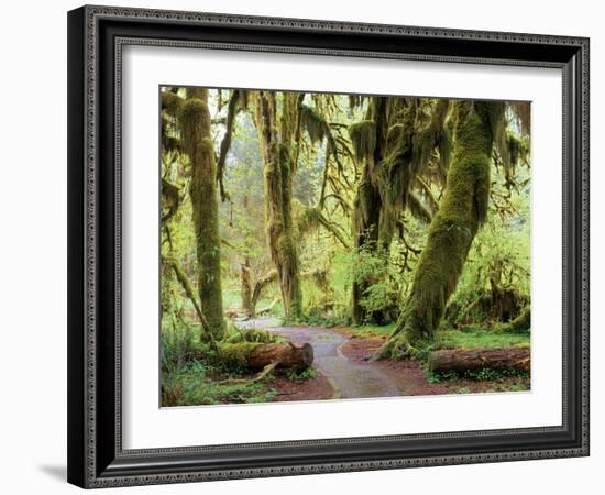 Hall of Mosses and Trail, Big Leaf Maple Trees and Oregon Selaginella Moss, Hoh Rain Forest-Jamie & Judy Wild-Framed Photographic Print