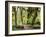 Hall of Mosses and Trail, Big Leaf Maple Trees and Oregon Selaginella Moss, Hoh Rain Forest-Jamie & Judy Wild-Framed Photographic Print