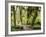 Hall of Mosses and Trail, Big Leaf Maple Trees and Oregon Selaginella Moss, Hoh Rain Forest-Jamie & Judy Wild-Framed Photographic Print