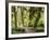 Hall of Mosses and Trail, Big Leaf Maple Trees and Oregon Selaginella Moss, Hoh Rain Forest-Jamie & Judy Wild-Framed Photographic Print