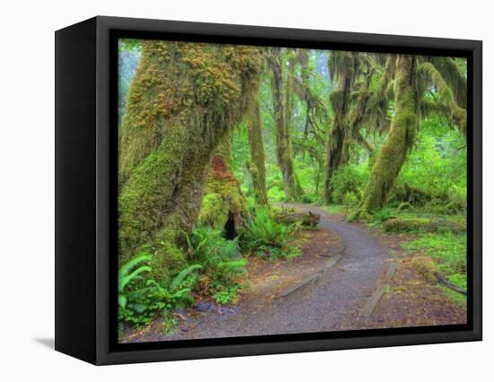 Hall of Mosses, Hoh Rain Forest, Olympic National Park, Washington, USA-Jamie & Judy Wild-Framed Premier Image Canvas