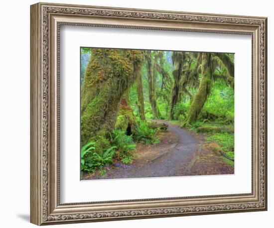 Hall of Mosses, Hoh Rain Forest, Olympic National Park, Washington, USA-Jamie & Judy Wild-Framed Photographic Print