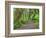 Hall of Mosses, Hoh Rain Forest, Olympic National Park, Washington, USA-Jamie & Judy Wild-Framed Photographic Print