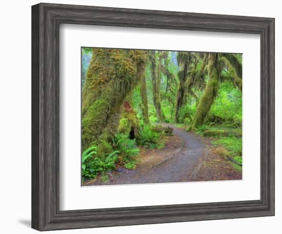 Hall of Mosses, Hoh Rain Forest, Olympic National Park, Washington, USA-Jamie & Judy Wild-Framed Photographic Print