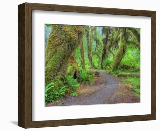 Hall of Mosses, Hoh Rain Forest, Olympic National Park, Washington, USA-Jamie & Judy Wild-Framed Photographic Print