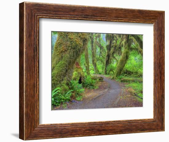 Hall of Mosses, Hoh Rain Forest, Olympic National Park, Washington, USA-Jamie & Judy Wild-Framed Photographic Print