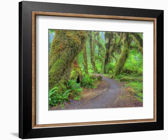 Hall of Mosses, Hoh Rain Forest, Olympic National Park, Washington, USA-Jamie & Judy Wild-Framed Photographic Print