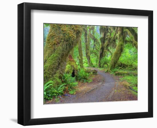 Hall of Mosses, Hoh Rain Forest, Olympic National Park, Washington, USA-Jamie & Judy Wild-Framed Photographic Print