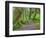 Hall of Mosses, Hoh Rain Forest, Olympic National Park, Washington, USA-Jamie & Judy Wild-Framed Photographic Print