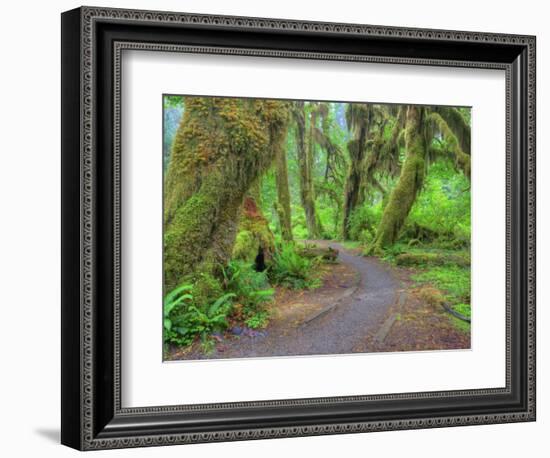 Hall of Mosses, Hoh Rain Forest, Olympic National Park, Washington, USA-Jamie & Judy Wild-Framed Photographic Print